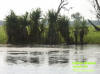Kakadu NP - Yellow waters - Billabong